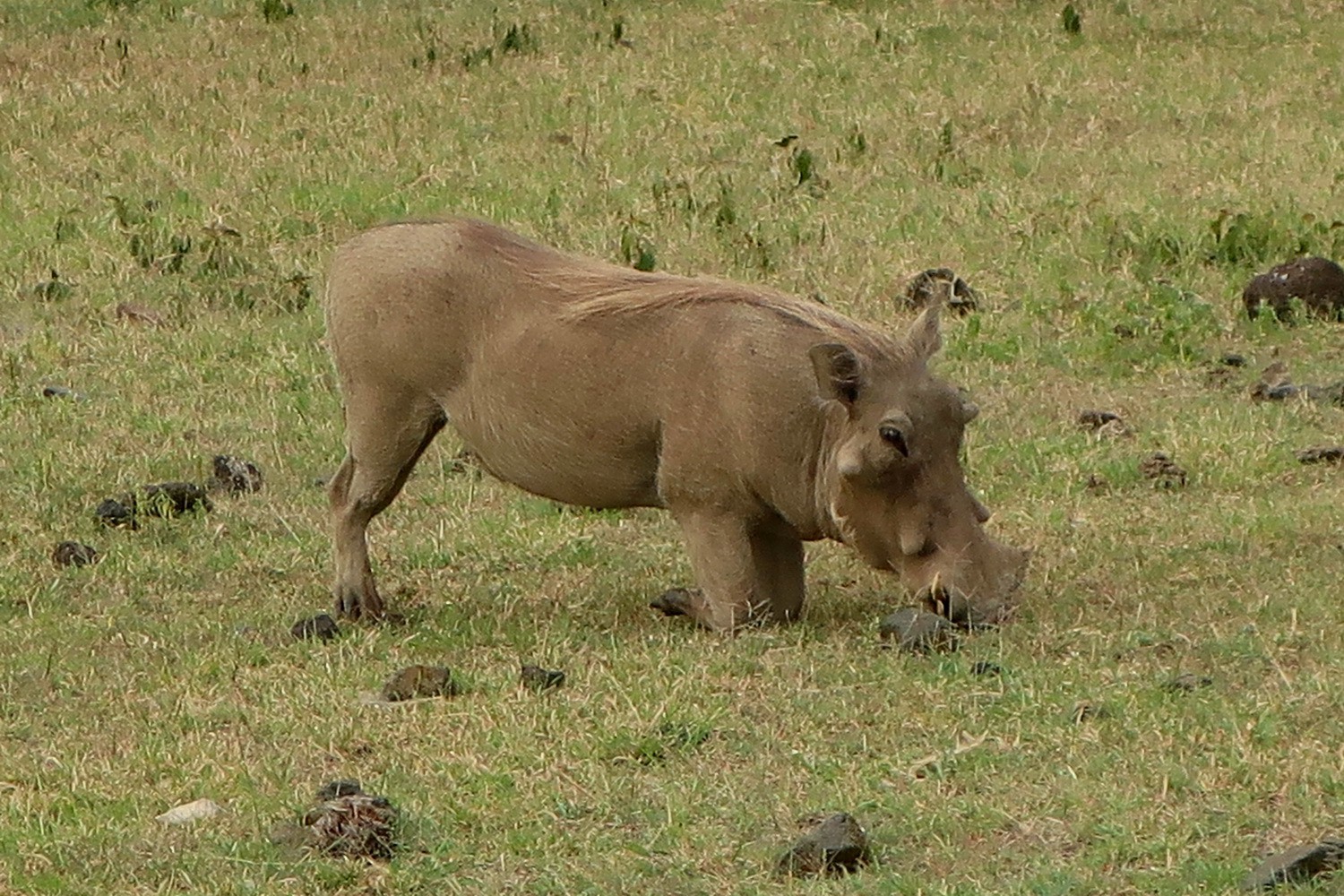 Warthog in Ngorongoro Crater